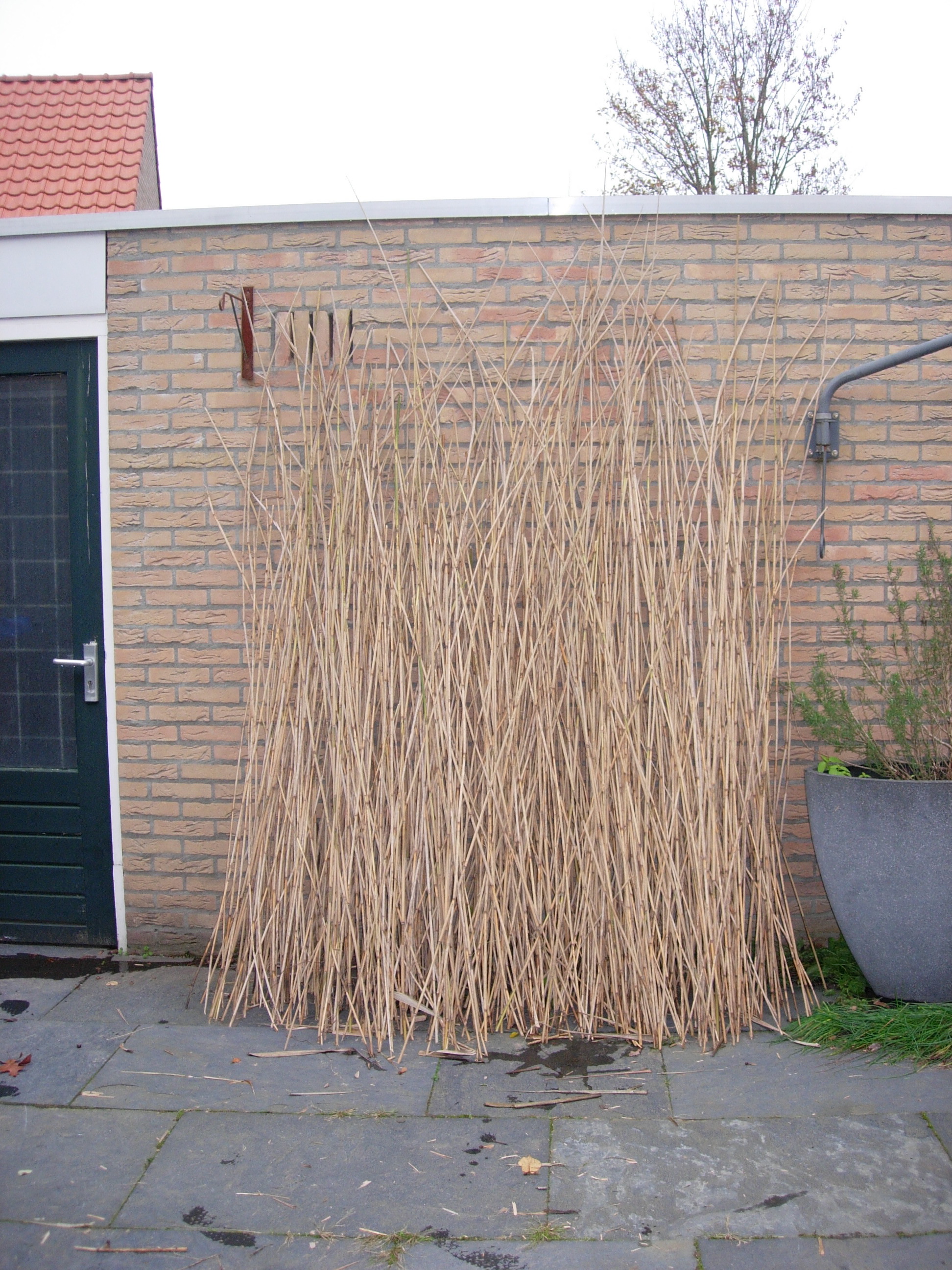 wild basketry